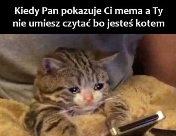 Kiedy Pan pokazuje Ci mema, a ty nie umiesz czytać bo