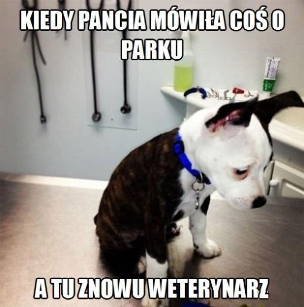 Kiedy Pancia mówi coś o parku, a tu znowu weterynarz