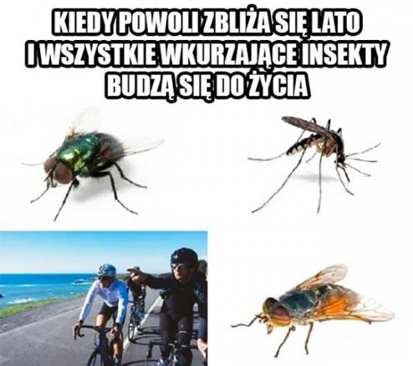 Kiedy powoli zbliża się lato i wszystkie wkurzające insekty