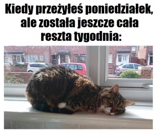 Kiedy przeżyłeś poniedziałek, ale została jeszcze cała