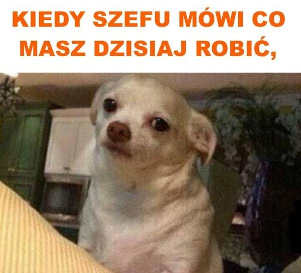 Kiedy szefu mówi co masz dzisiaj robić