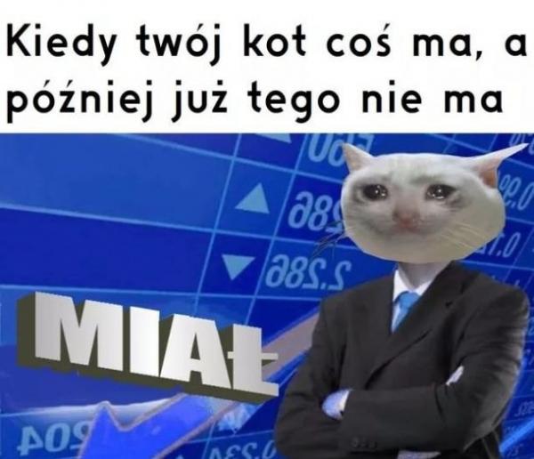 Kiedy twój kot coś miał, a później już tego nie ma