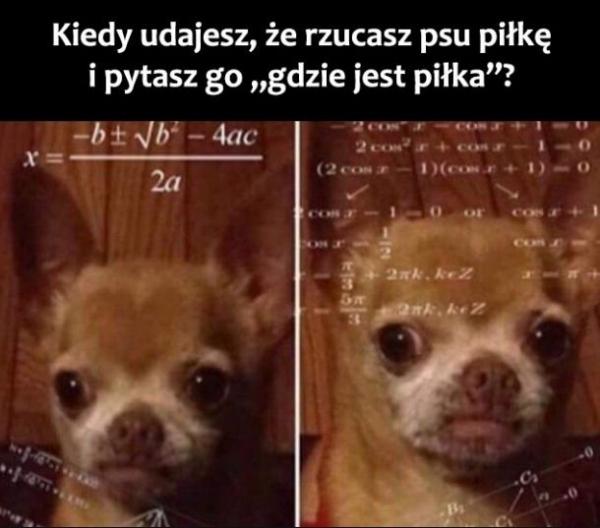 Kiedy udajesz, że rzucasz psu piłkę i pytasz go: "Gdzie