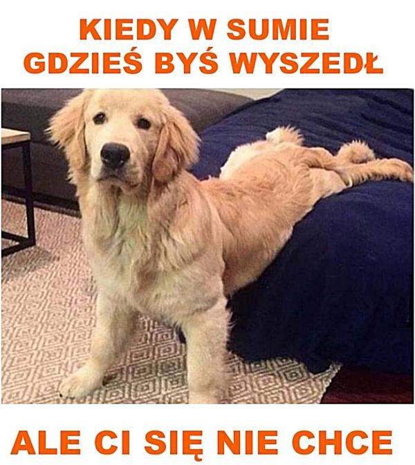 Kiedy w sumie gdzieś byś wyszedł, ale ci się nie chce