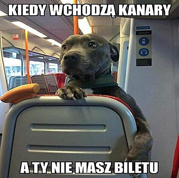 Kiedy wchodzą kanary, a Ty nie masz biletu