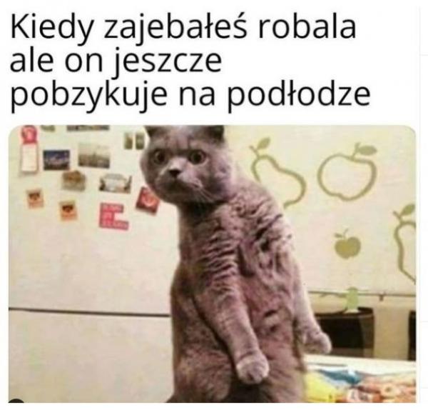 Kiedy zajebałeś robala, ale on jeszcze pobzykuje na podłodze