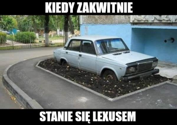 Kiedy zakwitnie stanie się lexusem