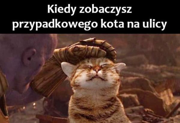 Kiedy zobaczysz przypadkowego kota na ulicy