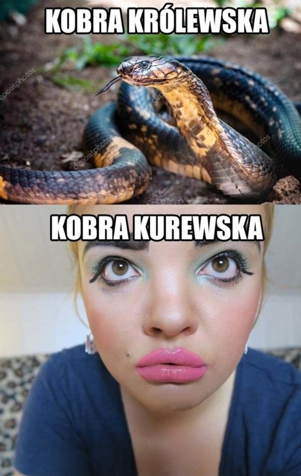 Kobra królewska. Kobra kurewska