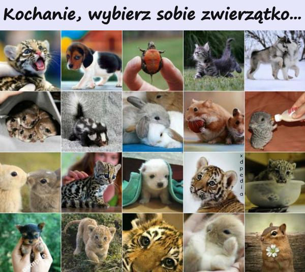 Kochanie, wybierz sobie zwierzątko