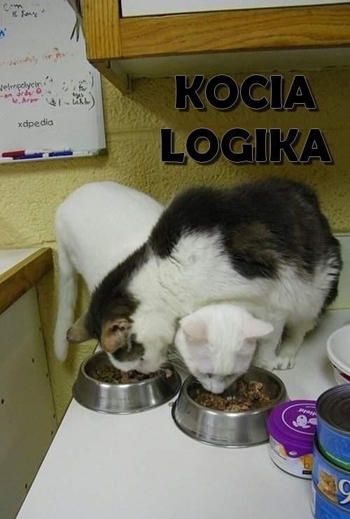 Kocia logika