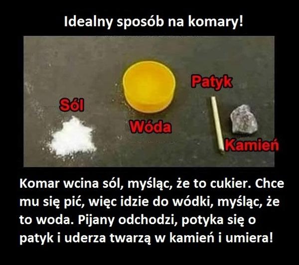 Komar wcina sól, myśląc że to cukier. Chce mu się pić, więc