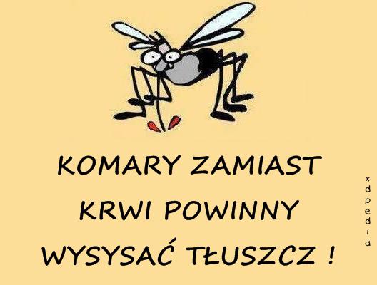 KOMARY ZAMIAST KRWI POWINNY WYSYSAĆ TŁUSZCZ