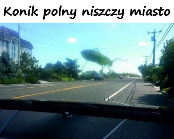 Konik polny niszczy miasto