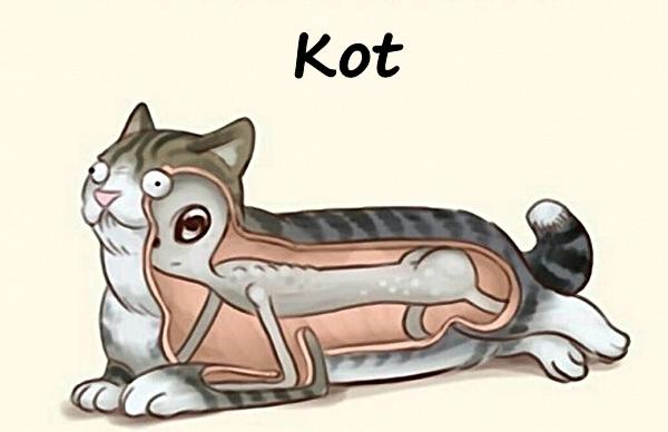 Kot