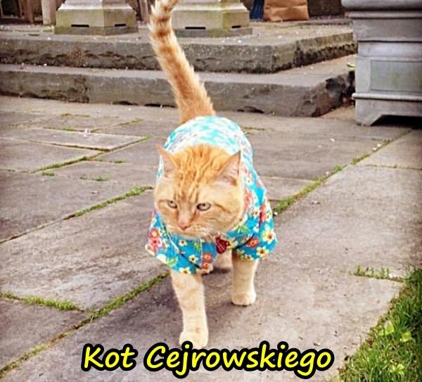 Kot Cejrowskiego