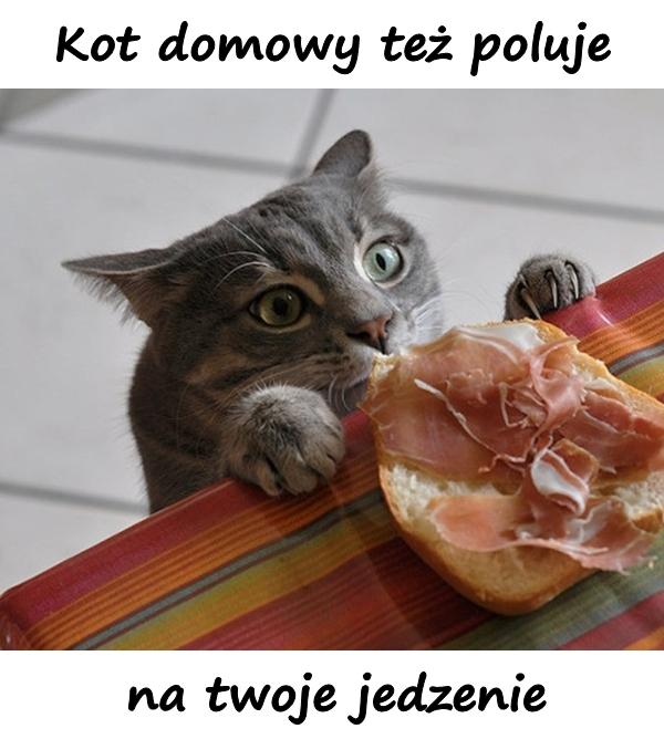 Kot domowy też poluje na twoje jedzenie