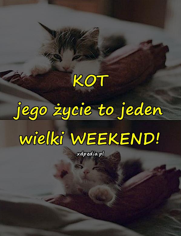 KOT jego życie to jeden wielki WEEKEND