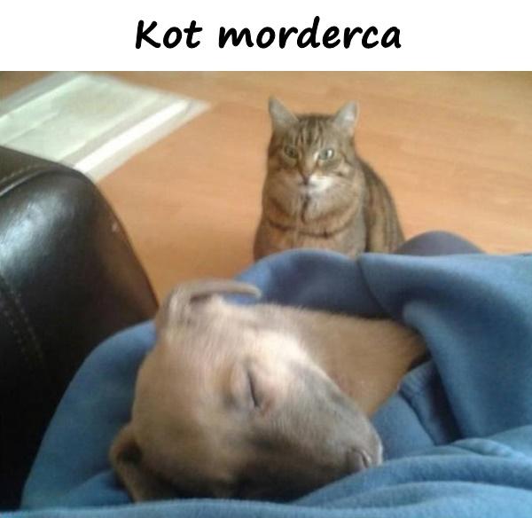 Kot morderca