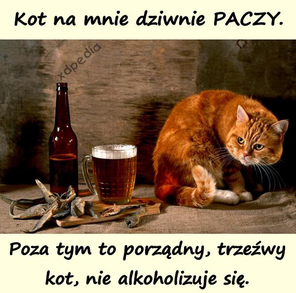 Kot na mnie dziwnie PACZY. Poza tym to porządny, trzeźwy