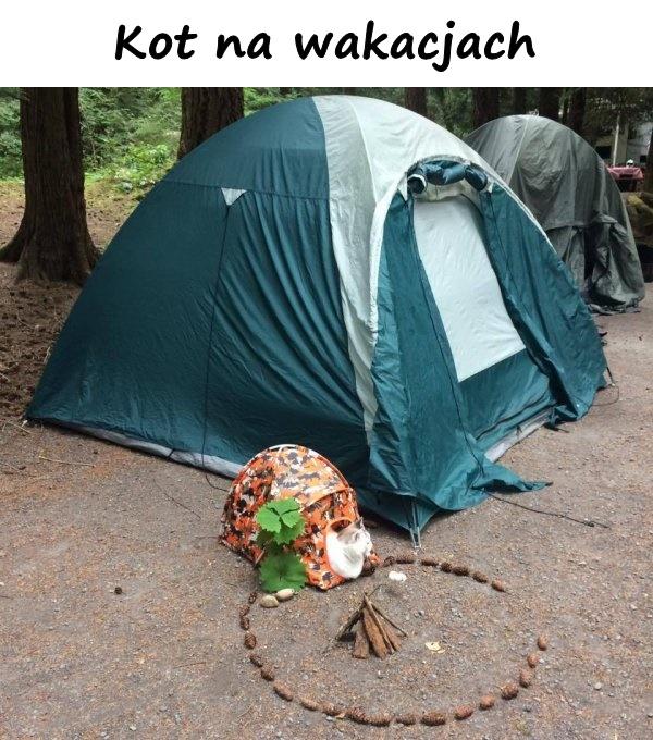 Kot na wakacjach