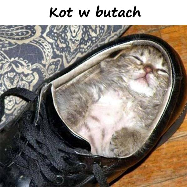 Kot w butach