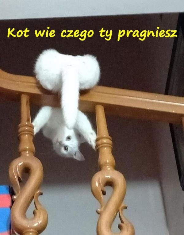 Kot wie czego ty pragniesz