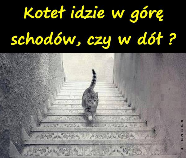 Koteł idzie w górę schodów, czy w dół