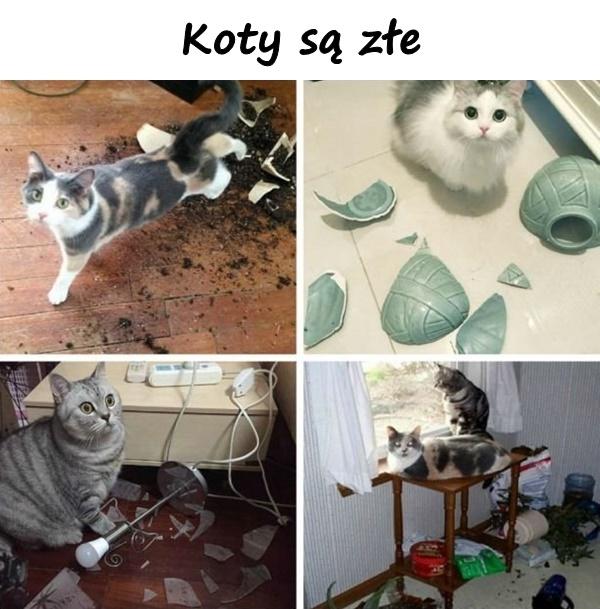 Koty są złe