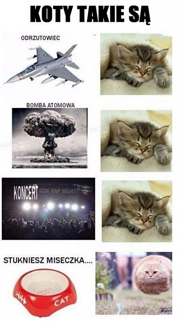 Koty takie są