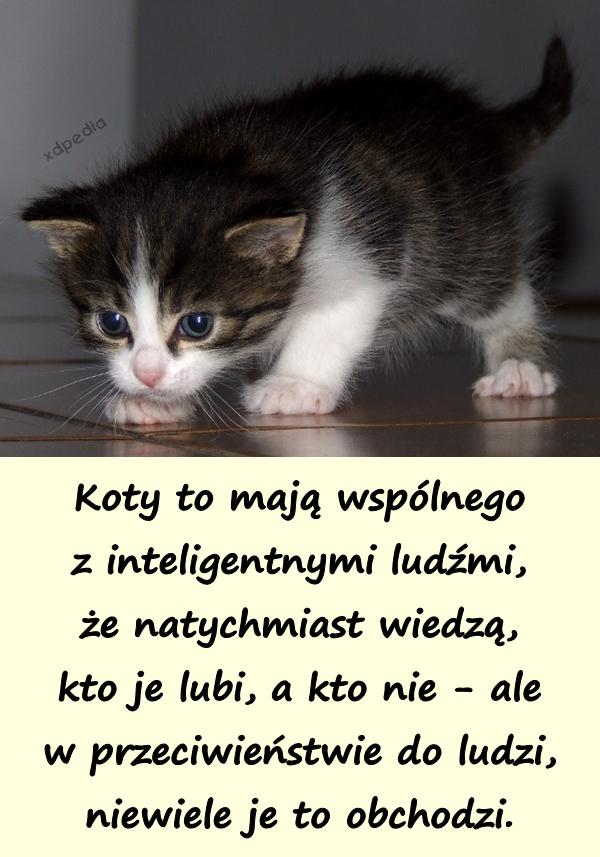 Koty to mają wspólnego z inteligentnymi ludźmi, że