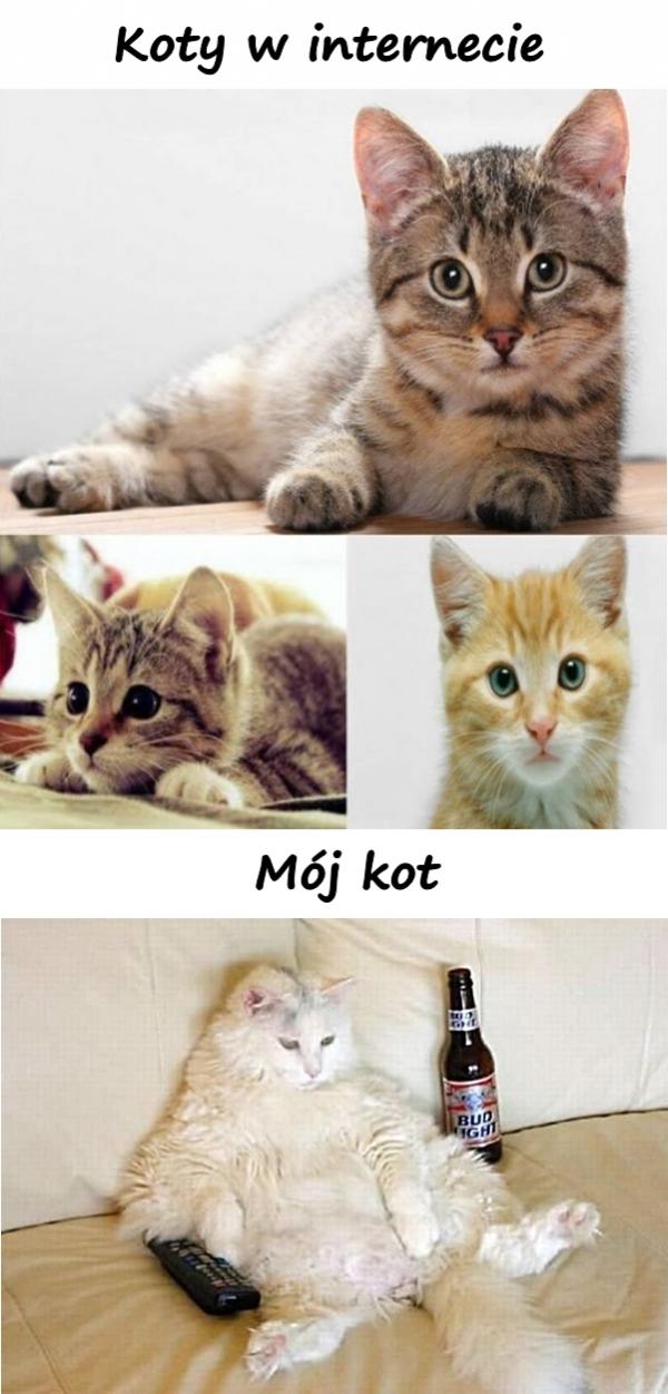Koty w internecie i mój kot