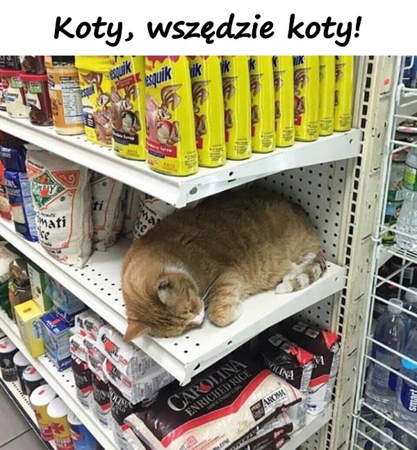 Koty, wszędzie koty