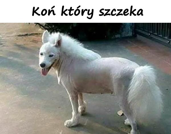 Koń który szczeka