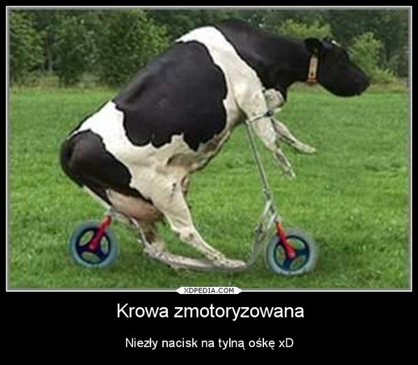 Krowa zmotoryzowana. Niezły nacisk na tylną ośkę xD