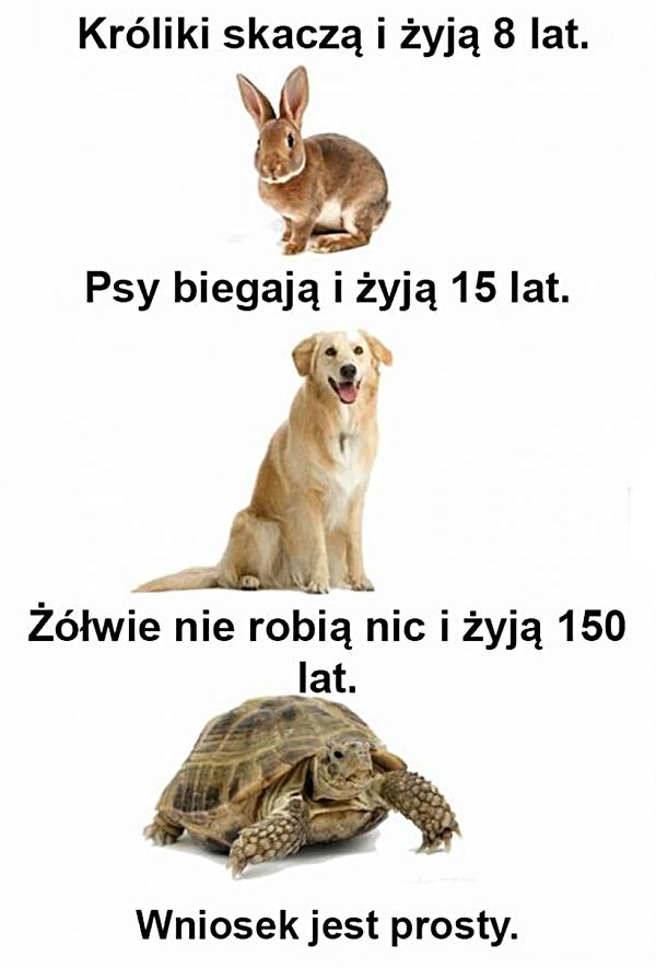 Króliki skaczą i żyją 8 lat. Psy biegają i żyją 15 lat