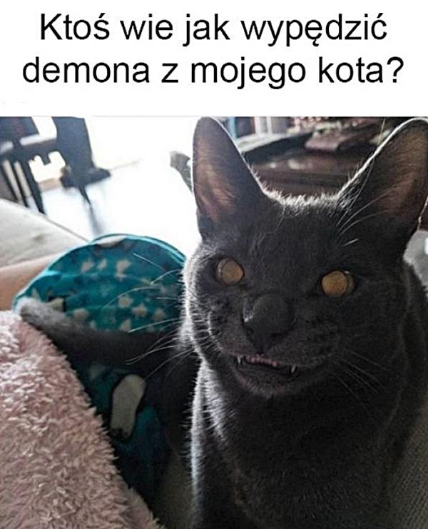 Ktoś wie jak wypędzić demona z mojego kota