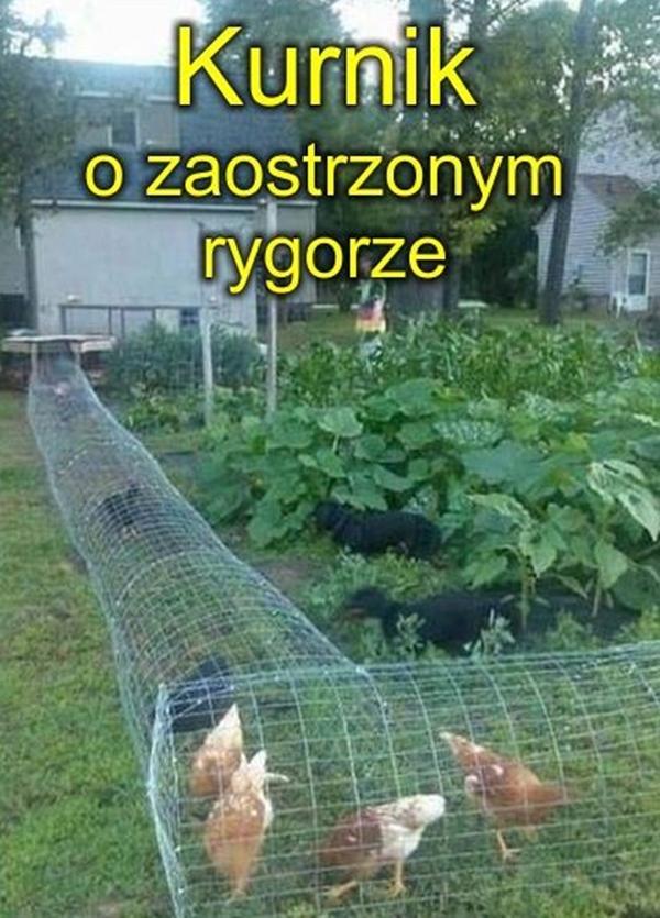 Kurnik o zaostrzonym rygorze