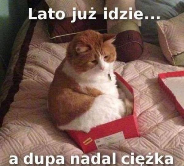 Lato już idzie a dupa nadal ciężka