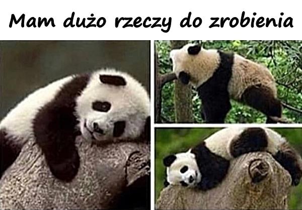 Mam dużo rzeczy do zrobienia