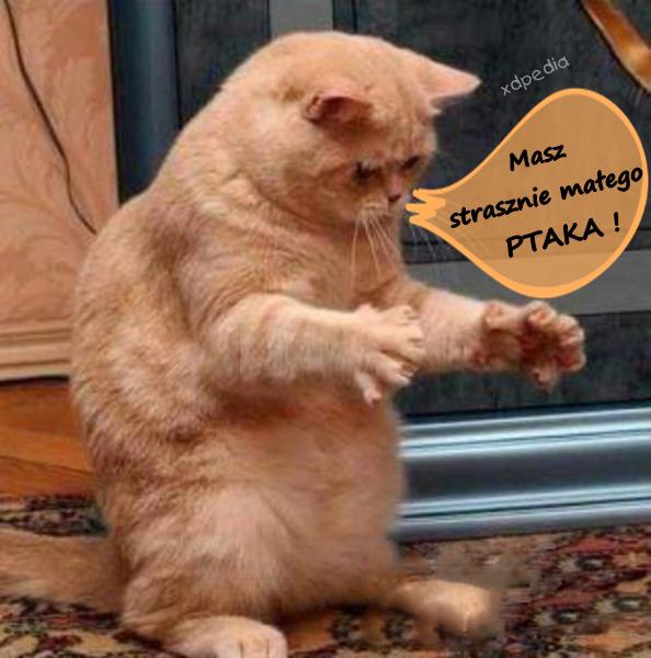 Masz straszne małego PTAKA
