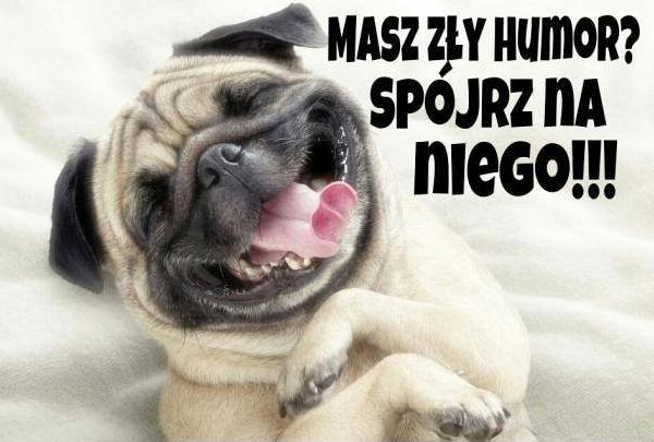 Masz zły humor? Spójrz na niego