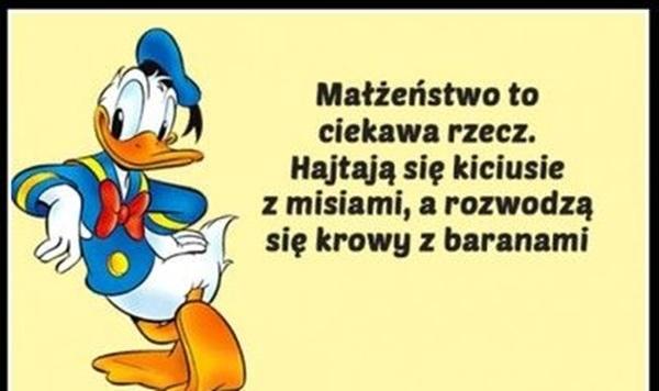 Małżeństwo to ciekawa rzecz. hajtają się kiciusie z