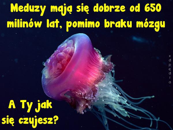 Meduzy mają się dobrze od 650 milinów lat, pomimo braku