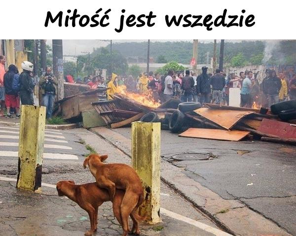 Miłość jest wszędzie