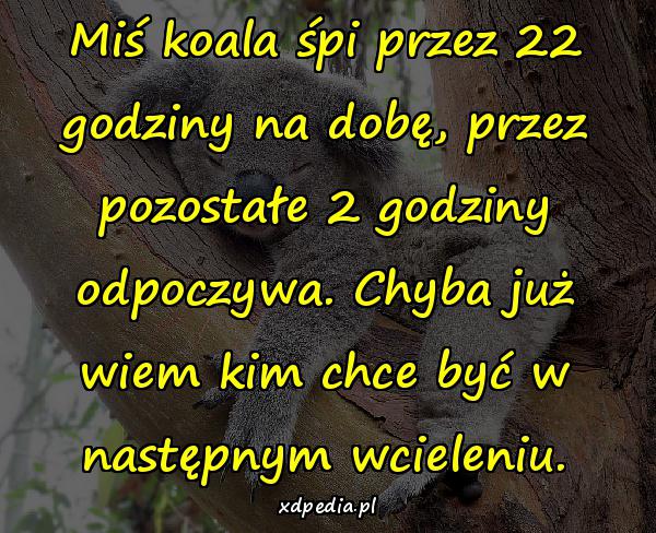 Miś koala śpi przez 22 godziny na dobę, przez pozostałe