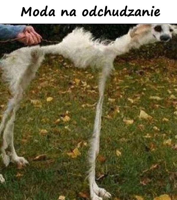 Moda na odchudzanie