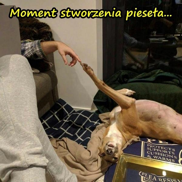 Moment stworzenia pieseła