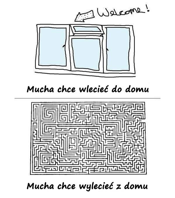 Mucha chce wlecieć do domu. Mucha chce wylecieć z domu