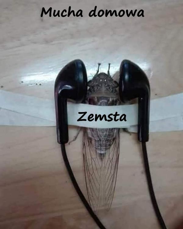 Mucha domowa - zemsta